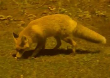 Her gün çiftliğine gelen tilkiyi besliyor