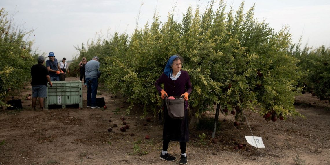 İsrail Malavi’den tarım emekçisi getiriyor