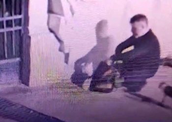 İstanbul’da kedi katliamı tezi