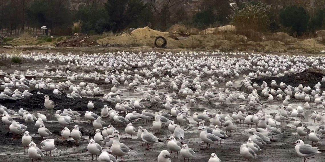 İstanbul’da şiddetli lodos martıları da vurdu
