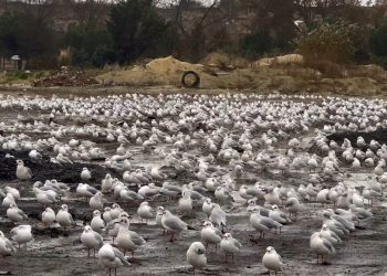 İstanbul’da şiddetli lodos martıları da vurdu