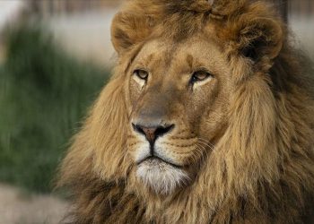 İtalya’da sirkten kaçan aslan paniğe yol açtı