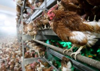 Japonya’da kuş gribi alarmı: 40 bin kümes hayvanı itlaf edilecek