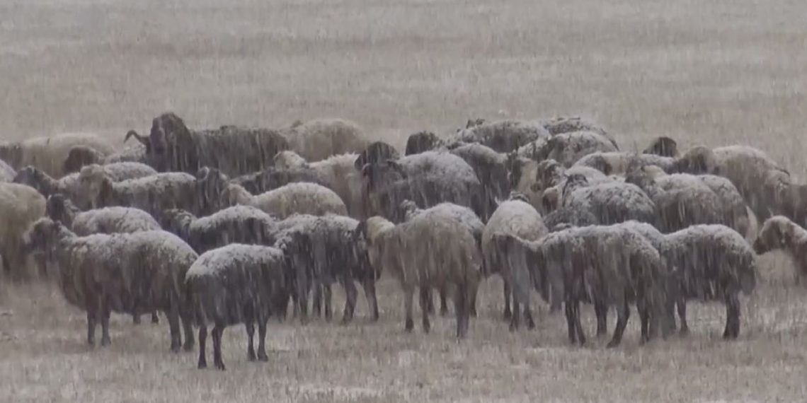 Kar yağışı besicileri vurdu