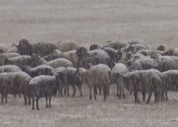 Kar yağışı besicileri vurdu