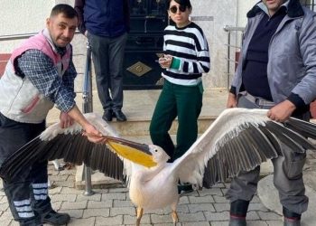 Karaman’da yaralı halde bulunan pelikan muhafaza altına alındı