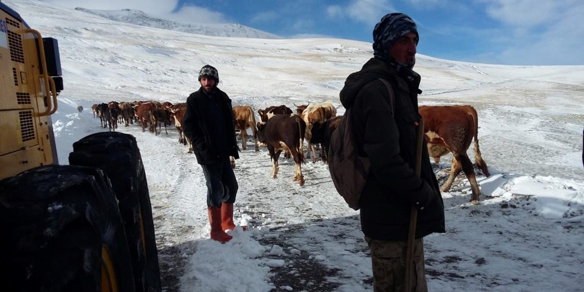 Karlı yaylalardan çobanların sürüleriyle kuvvetli dönüş yolcuğu