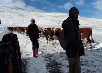 Karlı yaylalardan çobanların sürüleriyle kuvvetli dönüş yolcuğu