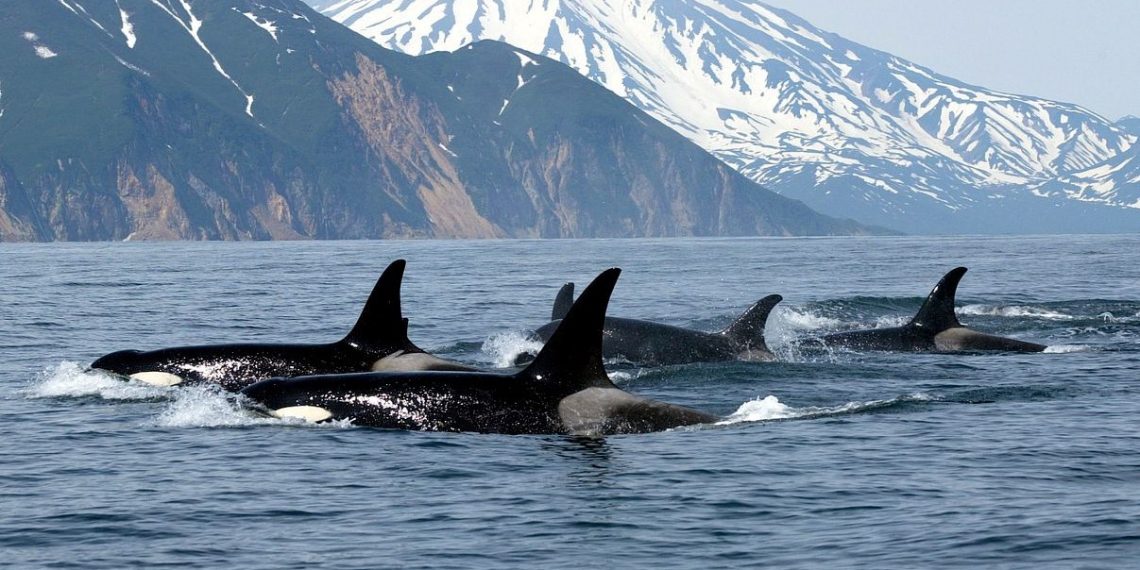 Katil balina taarruzlarına karşı yeni savunma metodu: Heavy metal
