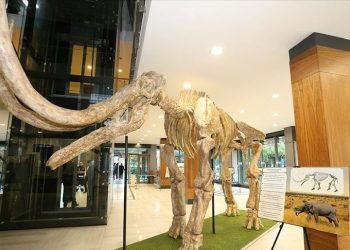 Kayseri’de 7,5 milyon yıllık fosiller sergilenecek