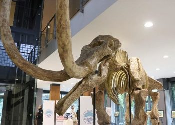 Kayseri’de 7,5 milyon yıllık fosillerin yer aldığı stant açıldı