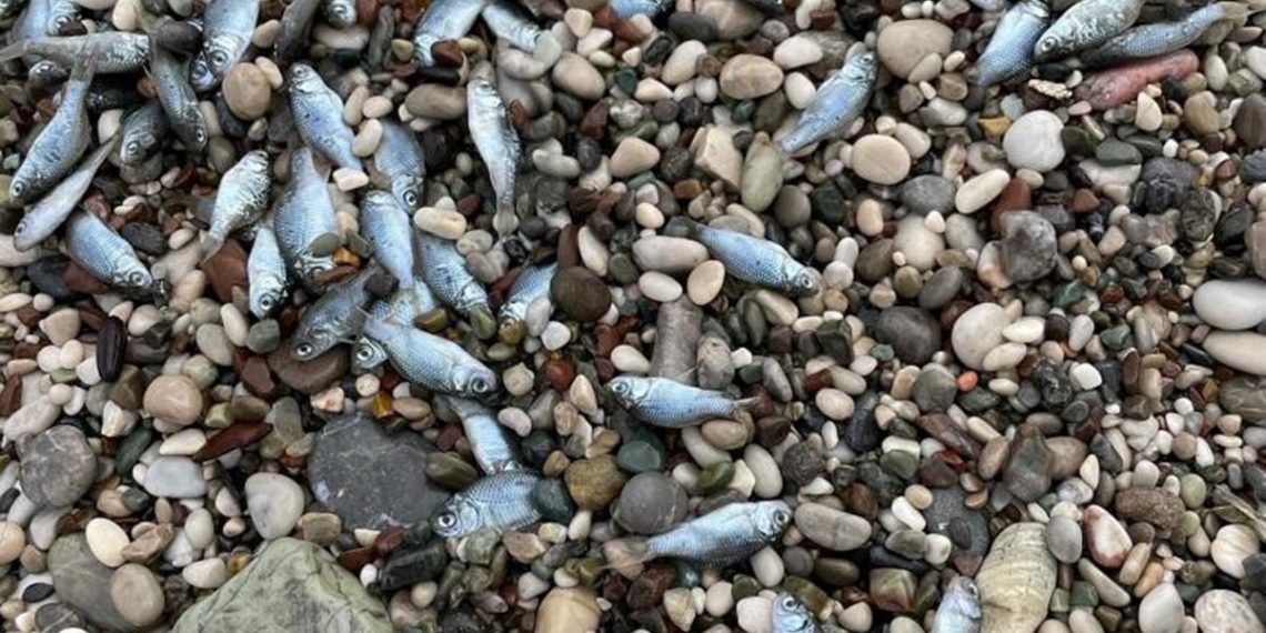 Konyaaltı Kıyısı’nda balık vefatları