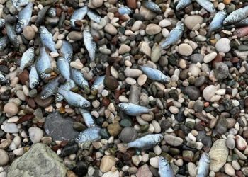 Konyaaltı Kıyısı’nda balık vefatları