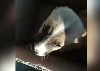 Kulakları kesik köpeği çuvala koyup barınağa bıraktılar