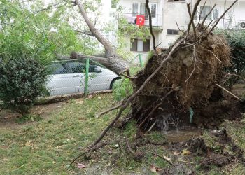 Lodos ağaçları devirdi