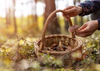 Mantardan zehirlenen bayan kurtarılamadı