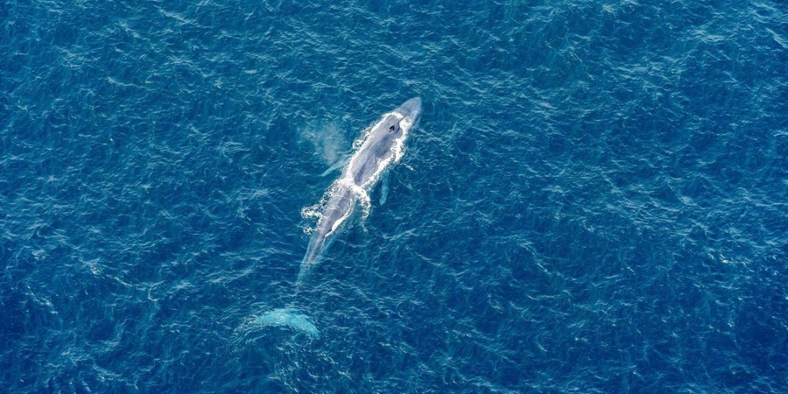 Mavi balinalar Hint Okyanusu’na geri dönüyor: 70 yıl evvel yok edilmişlerdi