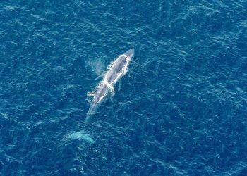 Mavi balinalar Hint Okyanusu’na geri dönüyor: 70 yıl evvel yok edilmişlerdi