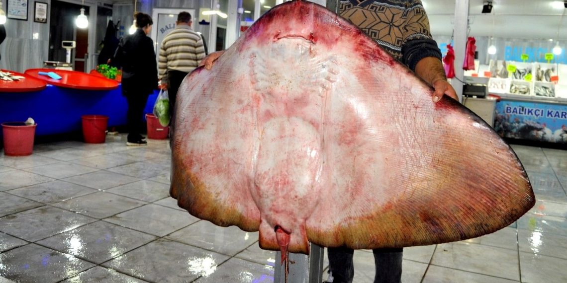 Muğla’da 120 kiloluk vatoz yakalandı