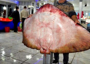 Muğla’da 120 kiloluk vatoz yakalandı