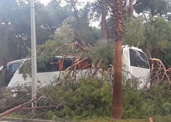 Otobüsün üzerine ağaç devrildi: 7 yaralı