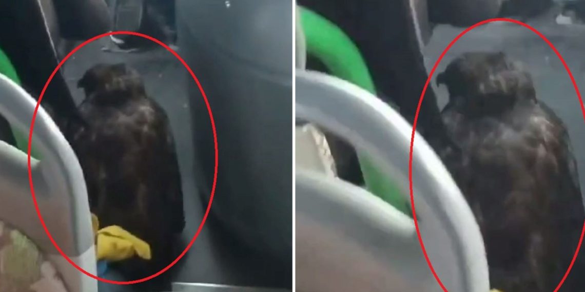 Özel halk otobüsü sürücüsü yanındaki yırtıcı kuşla sefer yaptı
