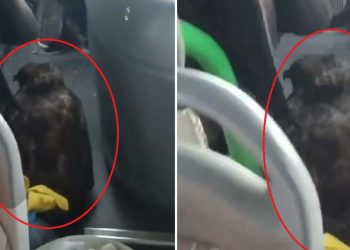 Özel halk otobüsü sürücüsü yanındaki yırtıcı kuşla sefer yaptı