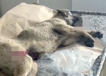 Trafik polislerinin yolda yaralı bulduğu köpek, tedaviye alındı
