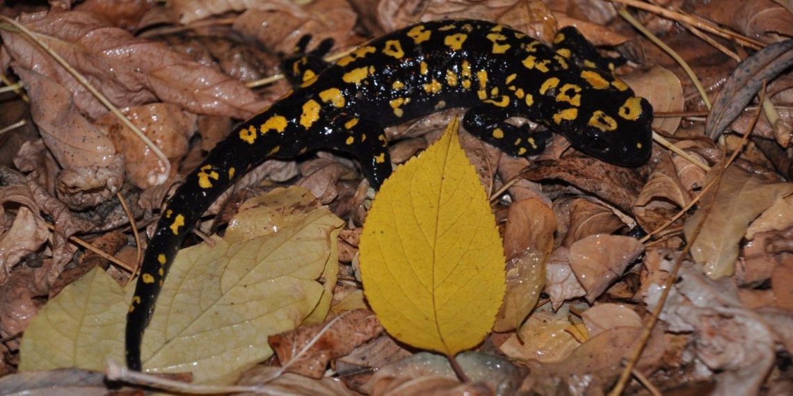 Tunceli’de sarı benekli semender görüntülendi: Kuşağı tükenme tehlikesi altında