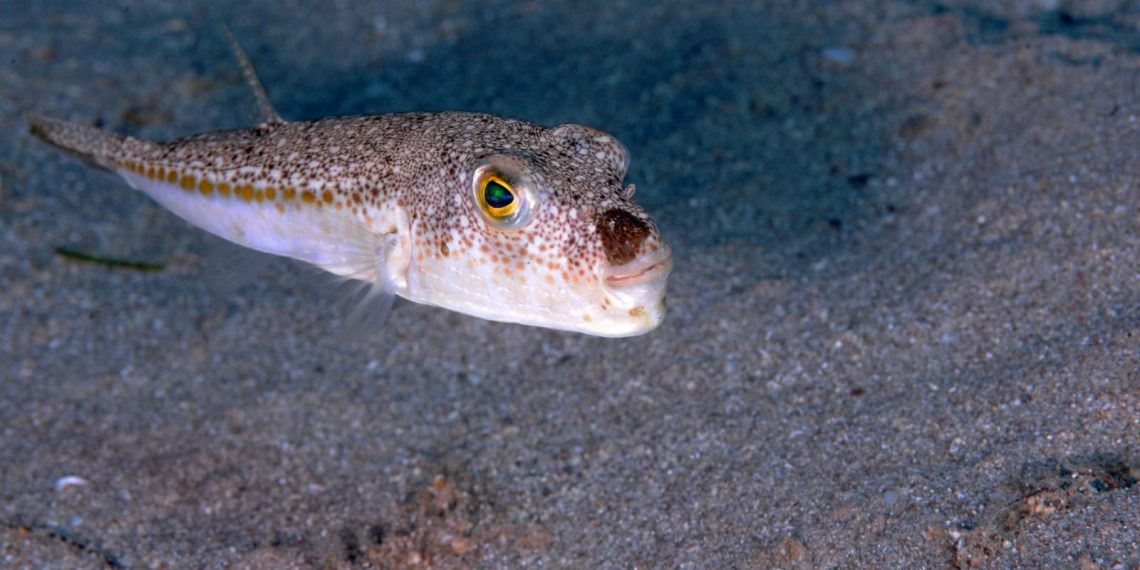 Türkiye’de balon balığı tehlikesi yayılıyor: Akdeniz ve Ege’den sonra yeni rotası Karadeniz