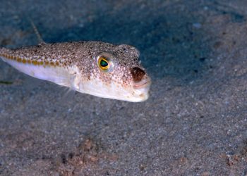 Türkiye’de balon balığı tehlikesi yayılıyor: Akdeniz ve Ege’den sonra yeni rotası Karadeniz