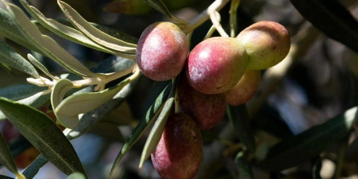 Zeytin ve ekmek kitapları Dünya Kitap Yarışması’nda