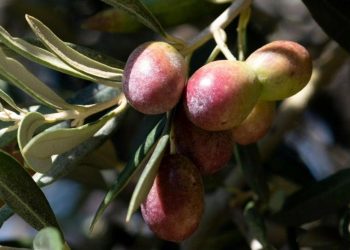 Zeytin ve ekmek kitapları Dünya Kitap Yarışması’nda