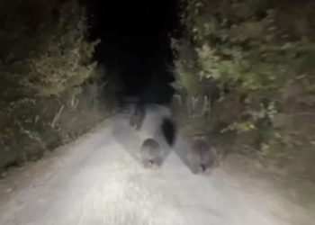 Zonguldak’ta köylere inen ayılar huzursuz ediyor