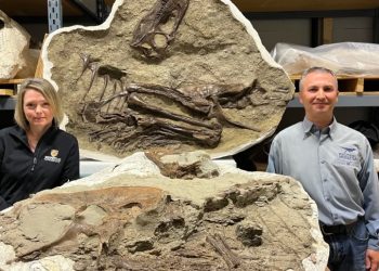 75 milyon yıl evvelki yemek: Midesinde yediği son öğünle dinozor fosili keşfedildi