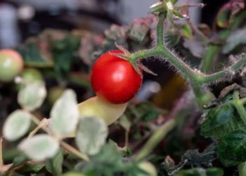 8 aydır kayıp olan uzay domatesi bulundu