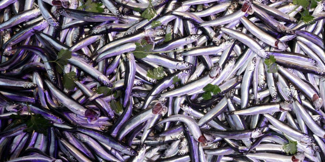 Akçakoca’da hamsi bolluğu