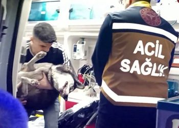 Artvin’de dumandan etkilenen köpek yapay teneffüs ve kalp masajı ile hayata döndü