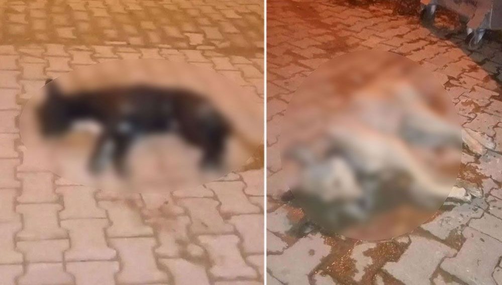 Aydın’da 5 sokak köpeği zehirlendi