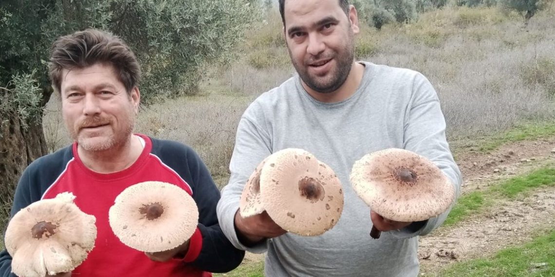 Aydın’da mantar rahmeti: Uzmanlar zehirlenmelere karşı uyardı