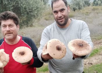 Aydın’da mantar rahmeti: Uzmanlar zehirlenmelere karşı uyardı