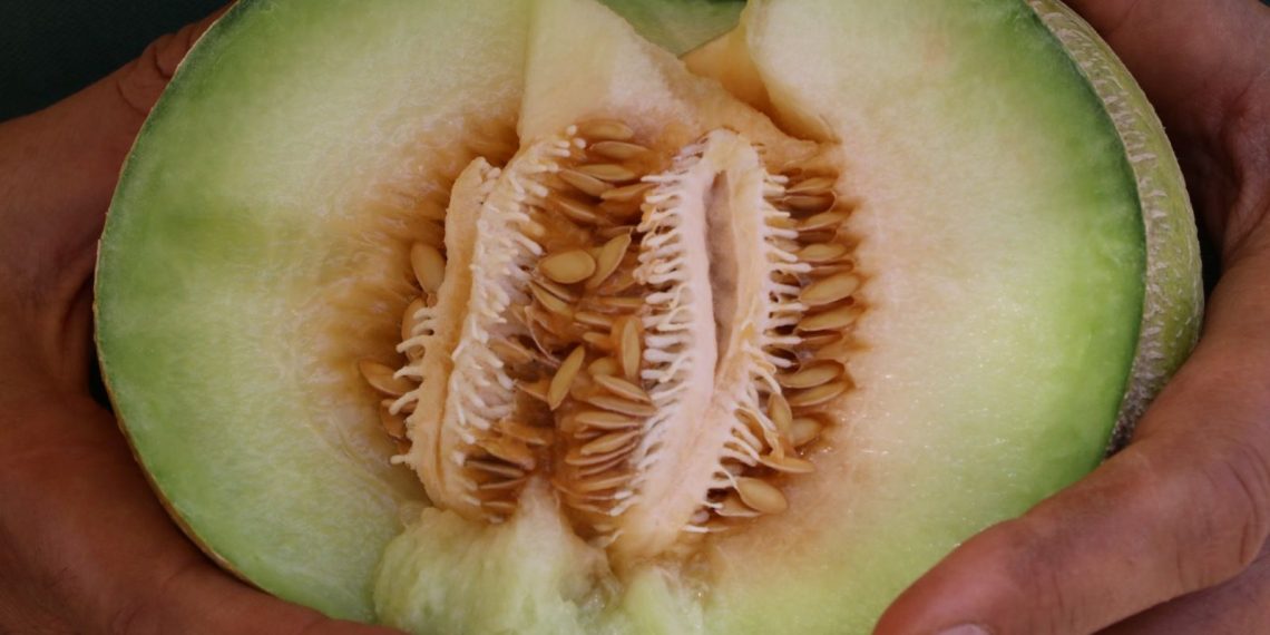 Bozuk kavun 8 kişiyi öldürdü | Salmonella nedir?