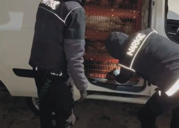 Canlı tavuk yüklü araçtan uyuşturucu çıktı: 2 gözaltı