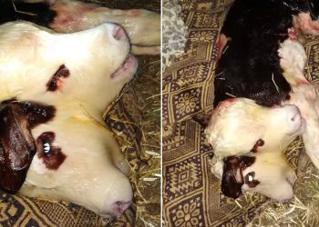 Çift başlı dünyaya gelen buzağı, 1 saat yaşadı