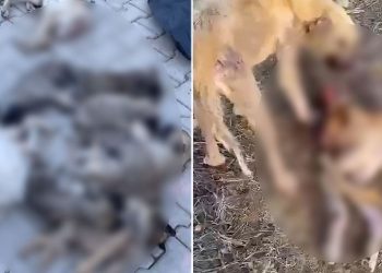 Dinar Belediyesi’nde köpeklerin vefatına ait inceleme