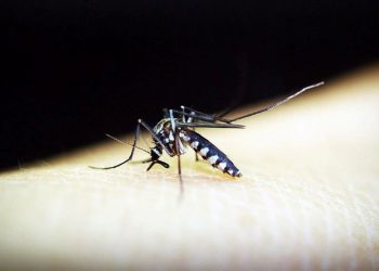 DSÖ: 2022’de dünya genelinde 249 milyon sıtma hadisesi görüldü