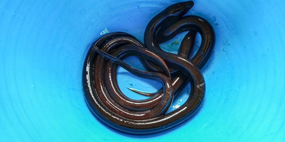 Elektrikli yılan balıkları gen transferine sebep olabilir