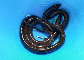 Elektrikli yılan balıkları gen transferine sebep olabilir