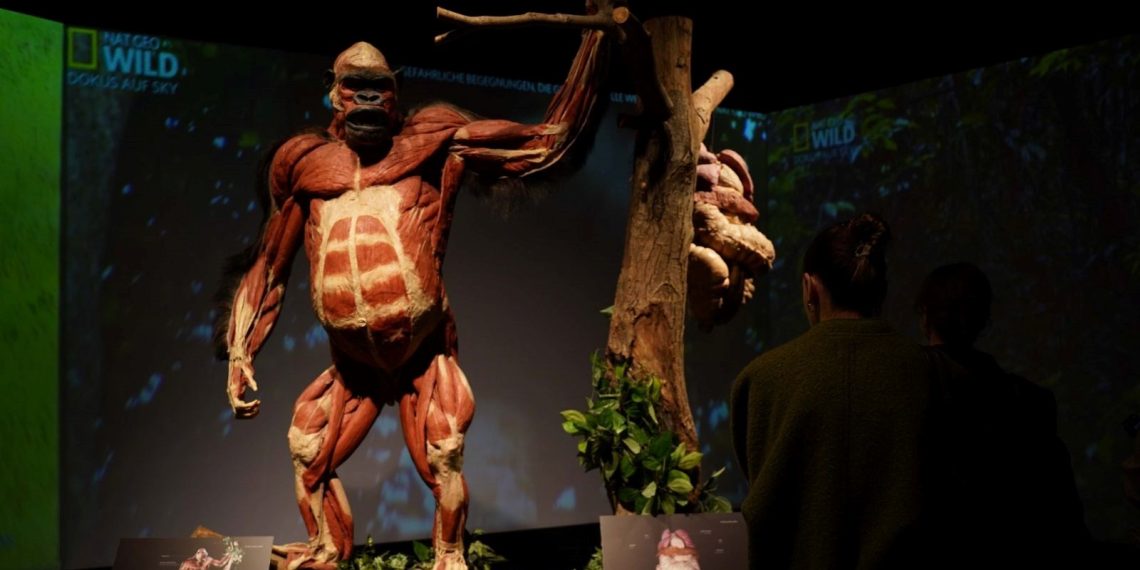 Gerçek Hayvanların Anatomi Sergisi’nin ziyaret tarihi uzatıldı