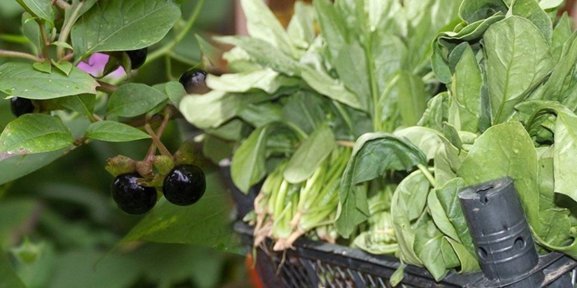 Güzelavrat 1 ayda 30 kişiyi zehirledi